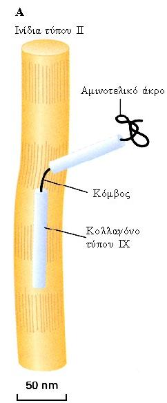 ΚΟΛΛΑΓΟΝΑ Συνδυασμός διαφορετικών τύπων κολλαγόνου σε διάφορες δομές Στο χόνδρο:.