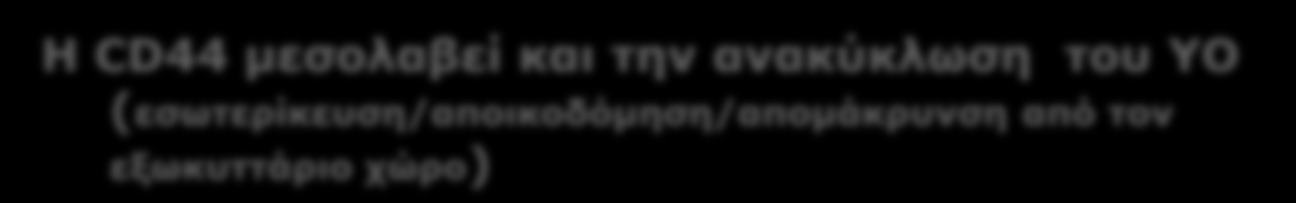 ΓΛΥΚΟΖΑΜΙΝΟΓΛΥΚΑΝΕΣ ΚΑΙ ΠΡΩΤΕΟΓΛΥΚΑΝΕΣ Η CD44 μεσολαβεί και την ανακύκλωση του ΥΟ (εσωτερίκευση/αποικοδόμηση/απομάκρυνση από τον εξωκυττάριο χώρο) Although hyaluronan turnover in some tissues such as