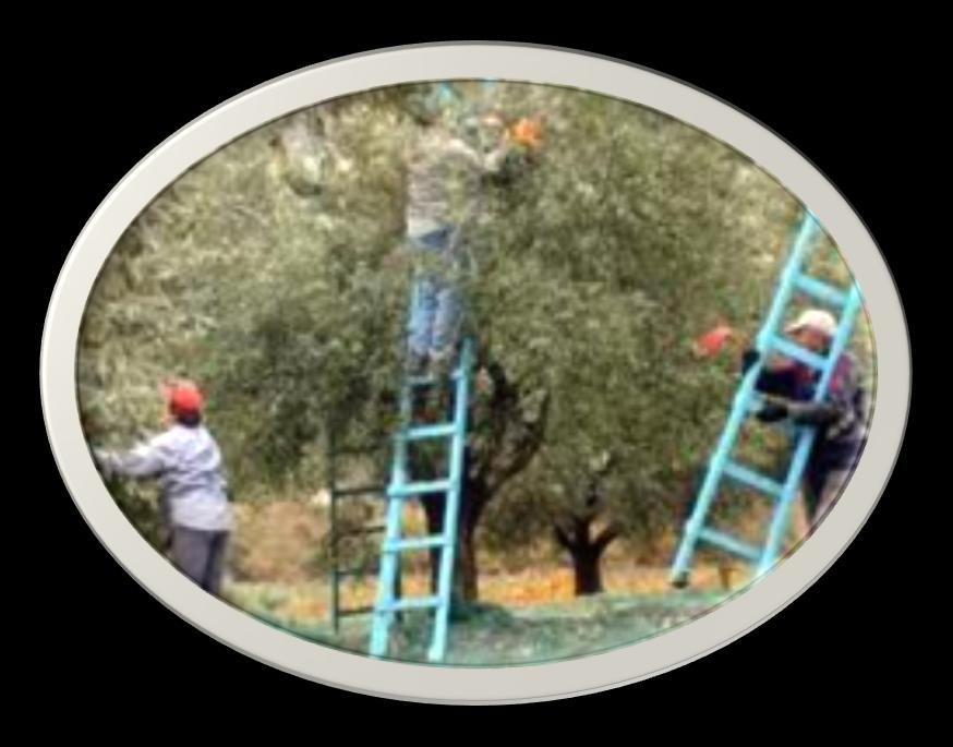 Σε πρώτο στάδιο φυτεύεται στο χώμα και