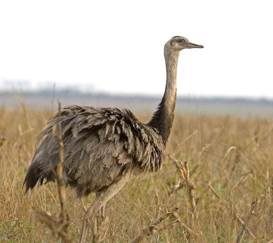 Rhea americana 11 12 Ενότητα 2η.