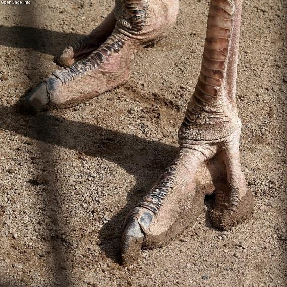7. Στρουθιονόμορφα Δύο δάκτυλα, καλά αναπτυγμένα πόδια, ικανός δρομέας.