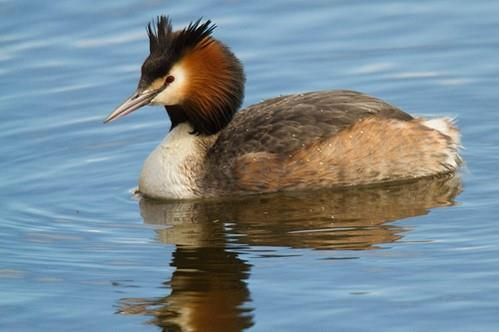 Podiceps cristatus 8 9 Ενότητα 2η.