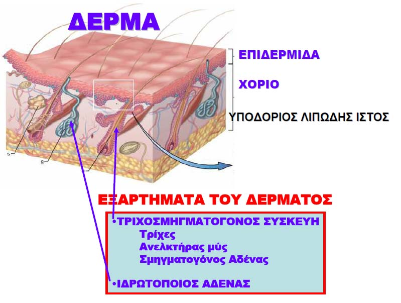 Εικόνα 4 Aνατομία του δέρματος.