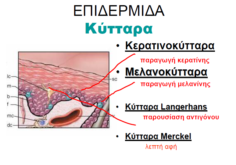 Κύτταρα της επιδερμίδας Εκτός από τα κερατινοκύτταρα στην επιδερμίδα παρατηρούνται και άλλα είδη κυττάρων: τα μελανοκύτταρα, τα κύτταρα Langerhans και τα κύτταρα Merkel όπως φαίνεται και στην εικόνα.