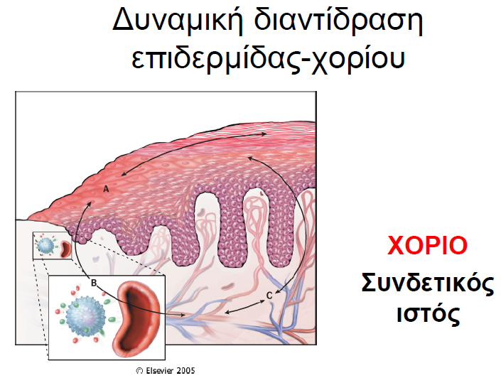 Εικόνα 10 Διαντίδραση επιδερμίδας χορίου.