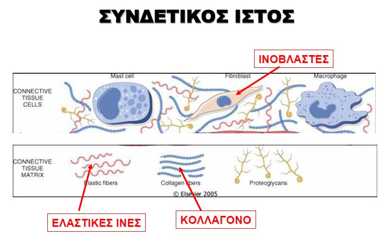 σχηματίζοντας δίκτυο. Έτσι που παρέχει αντοχή σε εφελκυσμό και αντοχή σε διάτμηση και άλλες μηχανικές δυνάμεις.