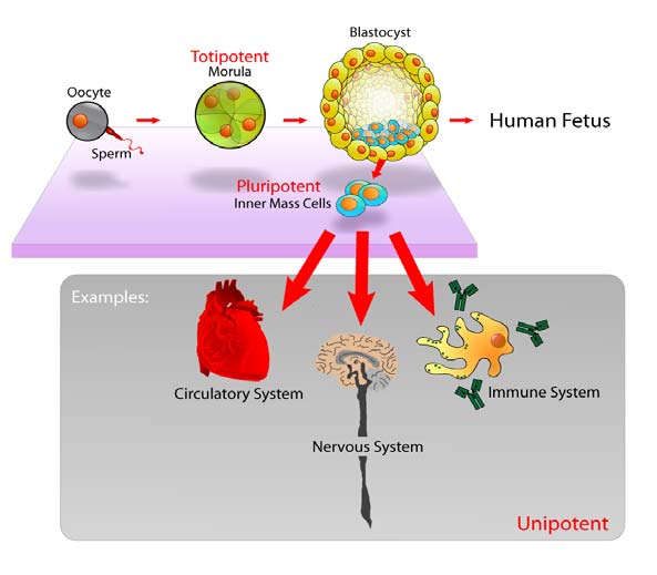 Εικόνα 16 Τα πολυδύναμα (pluripotent) εμβρυϊκά stem κύτταρα έχουν προέλευση την εσωτερική μάζα κυττάρων ICM της βλαστοκύστης.