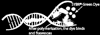 Molecular Probes,Inc.