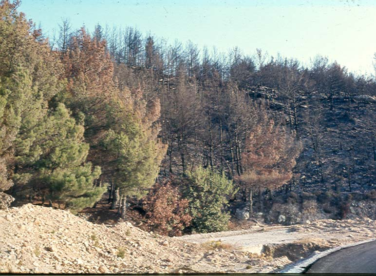 95 έτη Μετά από 150 έτη Οι καμένες περιοχές