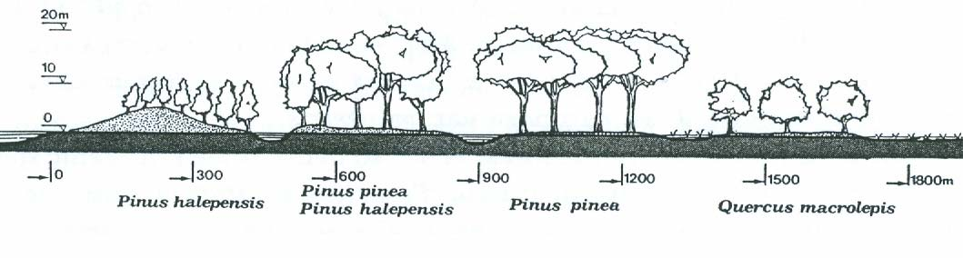 Οικολογική διαδοχή σε αμμοθίνες με δάσος Pinus halepensis, Pinus pinea, Quercus macrolepis Διαδοχή & Σταθερότητα O Κόλπος των Παγετώνων θεωρείται ιδανικό εργαστήριο για τη μελέτη της