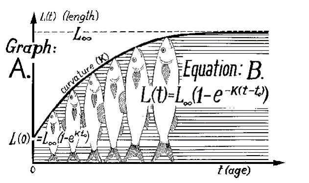 Διάγραμμα αύξησης Εξίσωση von Bertalanfy 1 Ενότητα.