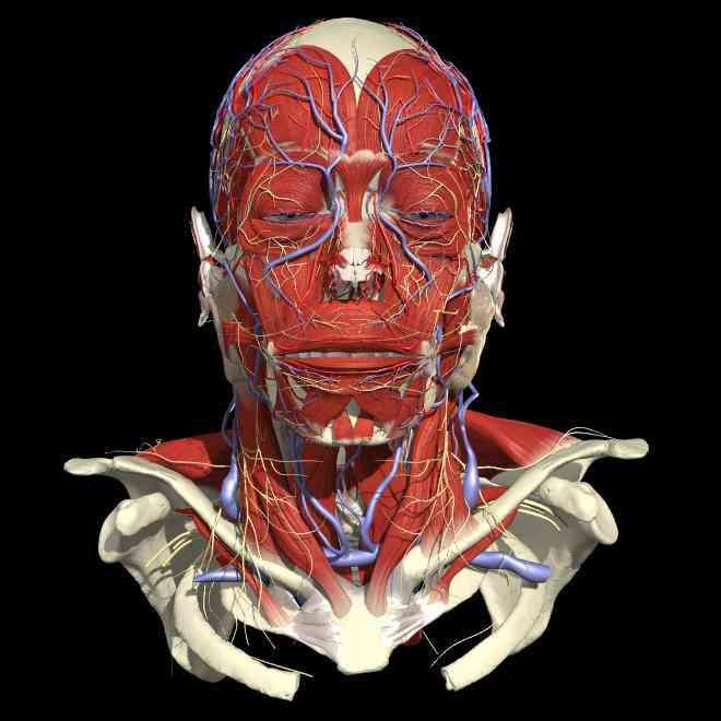 Μύες που ενεργούν στην κίνηση του κεφαλιού Σκαληνοί μύες (πρόσθιο και οπίσθιο): ετερόπλευρα