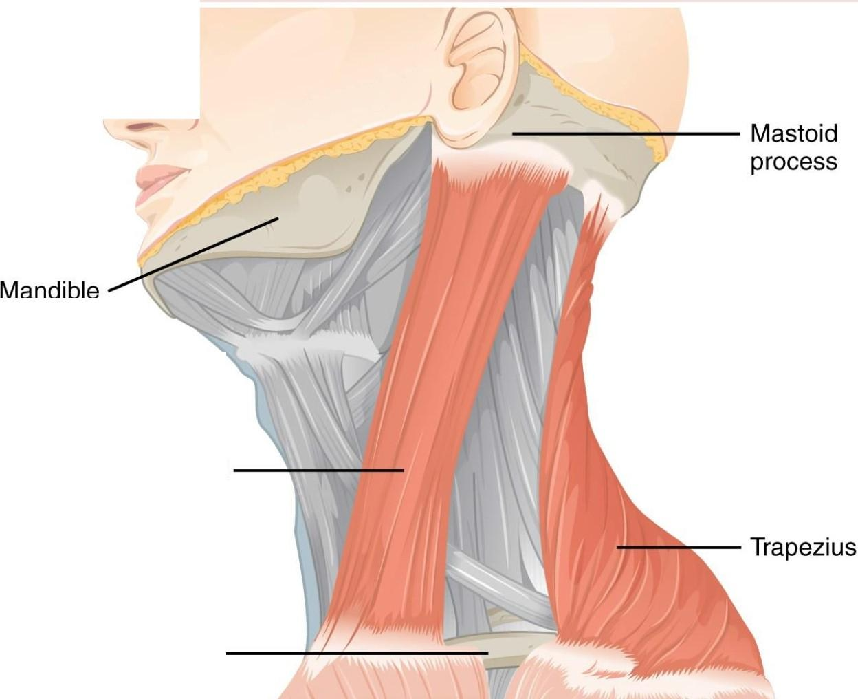 ) Sternocle1 domastoid Clavicle Democritus