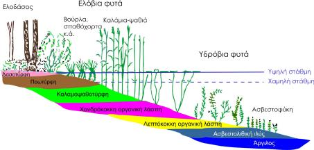 Ημισεληνοειδείς