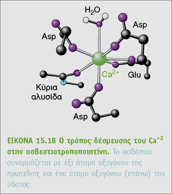 Το Ca 2+ ως 2 ος αγγελιοφόρος Το ιόν ασβεστίου σχηματίζει ενώσεις