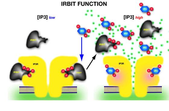 Ενεργοποίηση των υποδοχέων ΙΡ3 IRBIT regulates activity through direct competition for the binding site on the IP receptors.