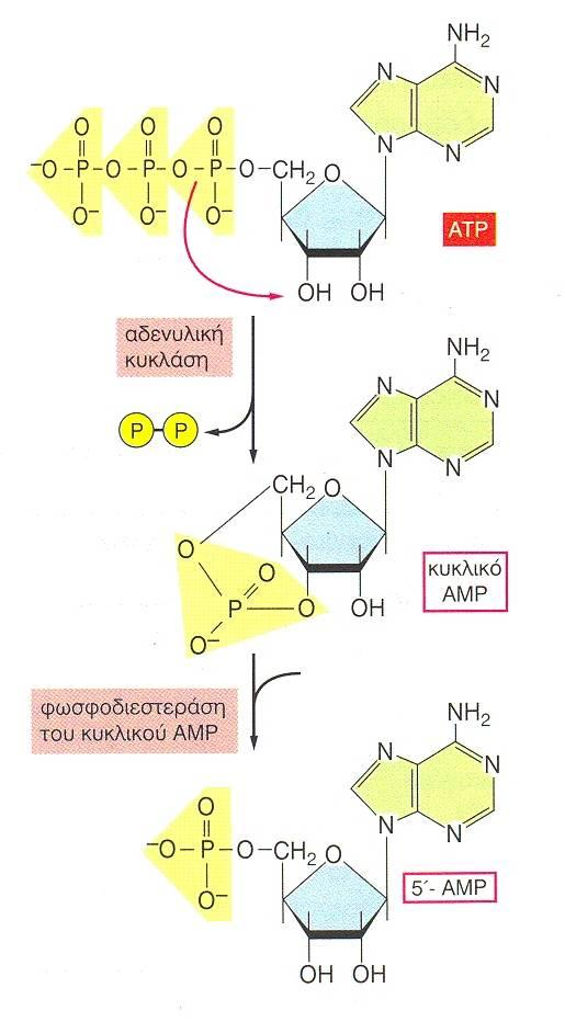 Σύνθεση και αποδόμηση του camp 3',5' κυκλική μονοφωσφορικής αδενοσίνης Παράγεται από