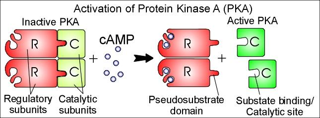 Κύριος στόχος του c AMP είναι η Πρωτεϊνική Κινάση Α (ΡΚΑ) Η ΡΚΑ βρίσκεται αγκυροβολημένη στην κυτταρική μεμβράνη μέσω της πρωτεΐνης ΑΚΑΡ (Α-kinase Anchoring Protein) Protein kinase A is a primary
