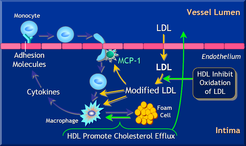HDL Inhibits LDL