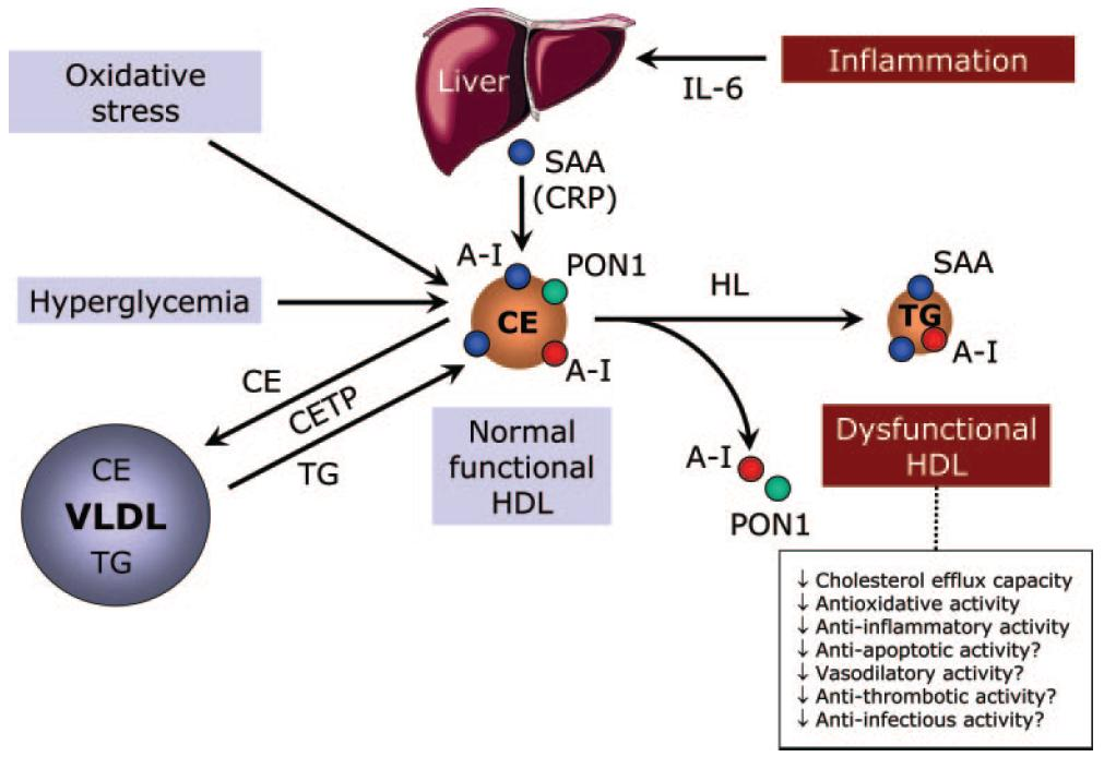 Hyperglycemia and Oxidative stress induce dysfunctional
