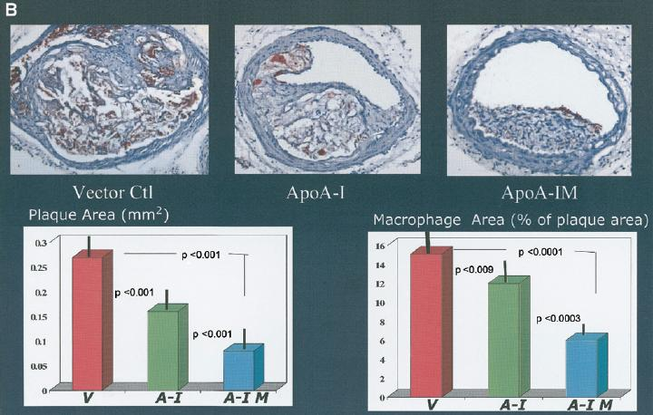 Atheroprotective effects of wild-type apoa-i versus apoa-i Milano gene transfer