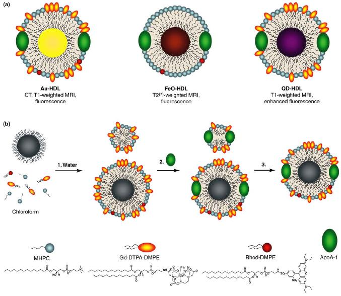 Synthetic HDLs with a nanocrystal core for imaging atherosclerotic plaque Representations of the