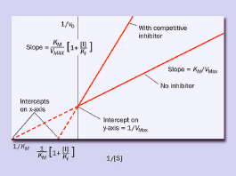 10 Μη συναγωνιστική αναστολή (non competitive inhibition) Ο αναστολέας δένεται σε διαφορετική θέση στο ένζυµο από ότι το υπόστρωµα.