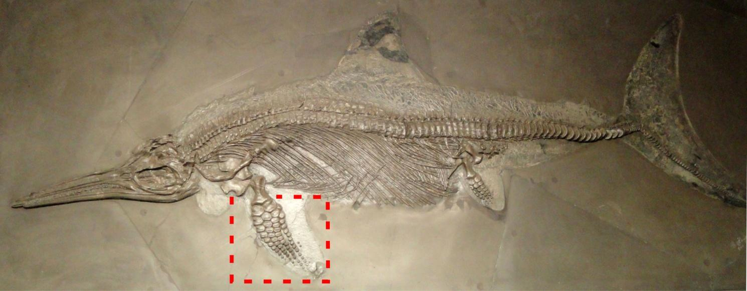 Σχήμα 6.13 Ιχθυοσαύρια: σκελετός Ichthyosaurus στο Naturmuseum Senckenberg, Frankfurt.