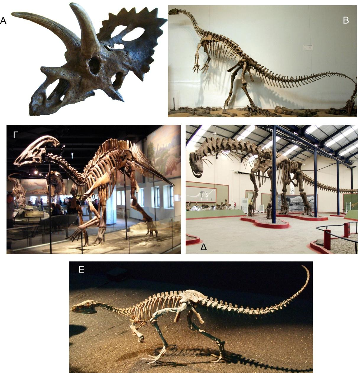 Ευρώπης) και τα χαδροσαύρια (Hadrosaurus, Άνω Κρητιδικό ανατολικής Λαυρασίας), (Σχήμα 6.18Γ). Σχήμα 6.18 Δεινοσαύρια: Α. κρανίο Anchiceratops, μαρτζινοκεφάλιο, στο Geological Museum, Copenhagen B.