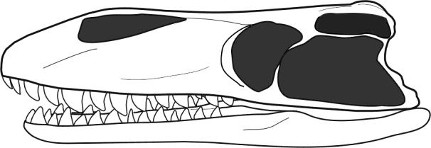 (Διαίρεση Archosauria) με βασικές διαφορές στο κρανίο και σκελετό (Benton 2000, Reisz et al. 2011),