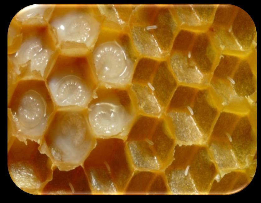 ΒΑΣΙΛΙΚΟΣ ΠΟΛΤΟΣ Είναι κρεμώδης ουσία που εκκρίνεται από τους υποφαρυγγικούς αδένες των εργατριών μελισσών.