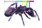 Εικόνα 34: Χρυσά ευθύγραμμα τμήματα Το σώμα ενός μυρμηγκιού χωρίζεται κι αυτό σε