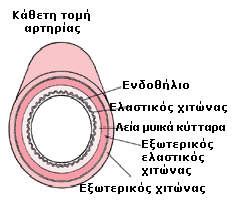 Σχήμα 1.1 Εγκάρσια τομή αρηρίας 1.2.2 Η Διαδικασία της αθηρωγένεσης Η πολυπλοκότητα της διαδικασίας της αθηρωγένεσης συμπεριλαμβάνει μια σειρά διαδικασιών τα οποία είναι τα εξής, Σχήμα 1.