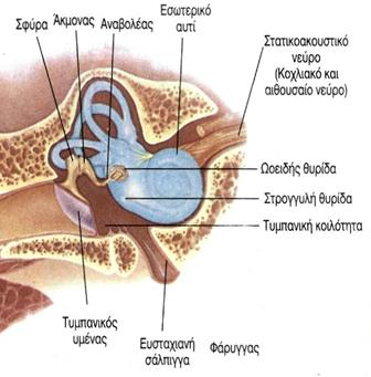 Η αίςκθςθ τθσ ιςορροπίασ Τα υποδεκτικά όργανα τθσ ιςορροπίασ είναι : α) Οι ακουςτικζσ ακρολοφίεσ