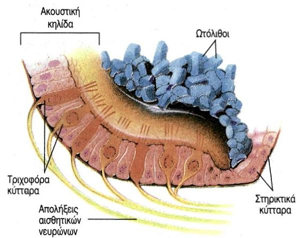 Η αίςκθςθ τθσ ιςορροπίασ Η αίκουςα περιζχει τισ ακουςτικζσ κθλίδεσ, που είναι τριχοφόρα κφτταρα, ςτερεωμζνα επίςθσ με ηελατινϊδθ ουςία, πάνω ςτθν οποία