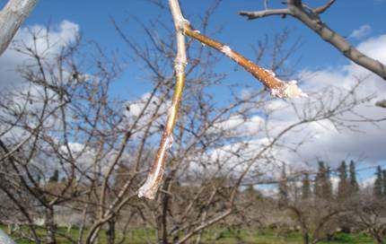 Pistacia Vera Φιστικιά Juglandaceae