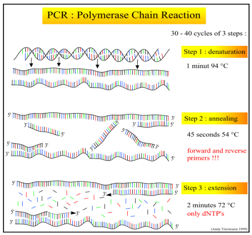 Εικόνα 1. Τα βασικά στάδια της Αλυσιδωτής Αντίδρασης Πολυµεράσης (PCR).