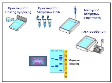 Eικόνα 2. Ηλεκτροφόρηση DNA σε πηκτή αγαρόζης 12.4.