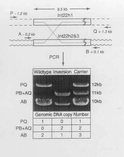 12.4.5. Ερμηνεία των προϊόντων της PCR Το τελικό στάδιο της διαδικασίας περιλαμβάνει την ερμηνεία των αποτελεσμάτων και συγκεκριμένα των προϊόντων που προκύπτουν από την PCR.