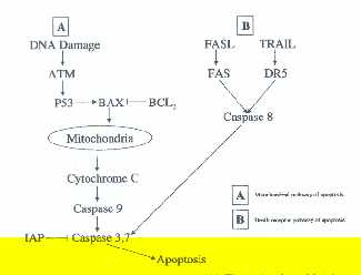 Εικόνα 3 (22). Οι οδοί της απόπτωσης (προγραμματισμένος κυτταρικός θάνα τος). (Α) ο μιτοχονδριακός και (Β) ο υποδοχέας του θανάτου.
