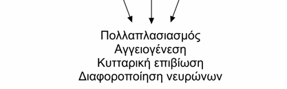 Εισαγωγή και άλλες πρωτεΐνες πέρα από την Shc (Piccinini et al, 2002).