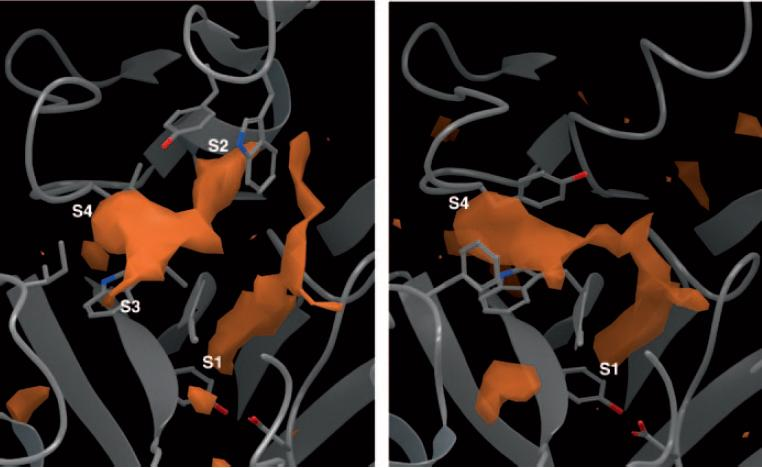 Comparison of the active center in the crystal structures of thrombin and factor Xa