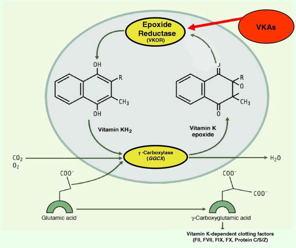 Ο κύκλος της Βιταμίνης K VKOR subunit 1 (VKORC1) C1173T