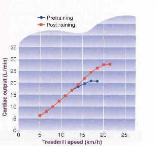 EDV, CO) Lower HR during submaximal exercise