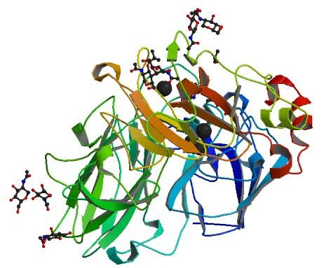 Είναι γλυκοπρωτεΐνες που αποτελούνται από 520-550 αμινοξέα και έχουν μέσο μοριακό βάρος 60-70 kda.
