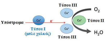 Στάδιο Ι: δέσμευση ενός ανηγμένου υποστρώματος στον Τ1, μεταφορά ηλεκτρονίου από το υπόστρωμα στον Τ1 και δημιουργία μιας ρίζας του υποστρώματος που συνδέεται με την αναγωγή του Τ1 {Τ1-Cu(II)