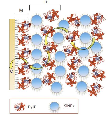 Εικόνα 4.4. Σχηματική αναπαράσταση της σύνθεσης πολυστρωματικών νανοσυστοιχιών κυτοχρώματος c (CytC) νανοσωματιδίων πυριτίου (SiNPs), σε ένα μονοστρωματικό ηλεκτρόδιο (Μ), με n διαδοχικά στρώματα.