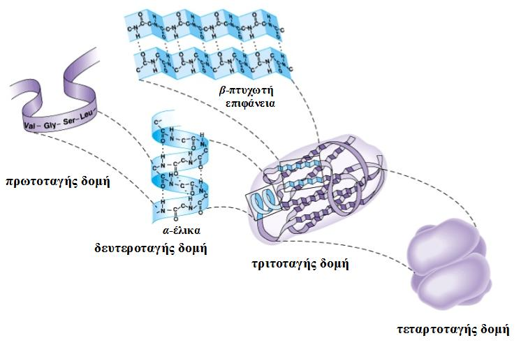 5. Δομή ακινητοποιημένων ενζύμων σε νανοδομικά υλικά 5.1. Δομή πρωτεϊνών Τα ένζυμα είναι βιοπολυμερή, συνήθως πρωτεϊνικής φύσης, τα οποία επιδεικνύουν καταλυτική δράση λόγω της οργανωμένης δομής τους.