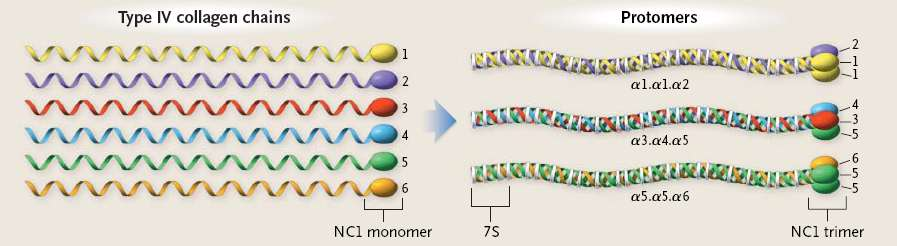 Type IV collagen and other structural proteins form basement membranes Six