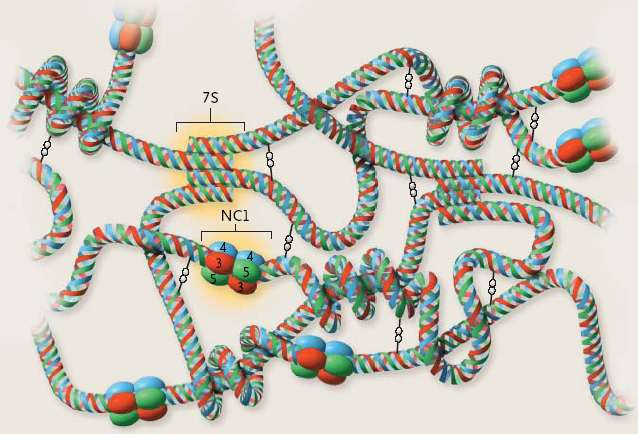Protomers create networks with other protomers by uniting two NC1 trimers to form an
